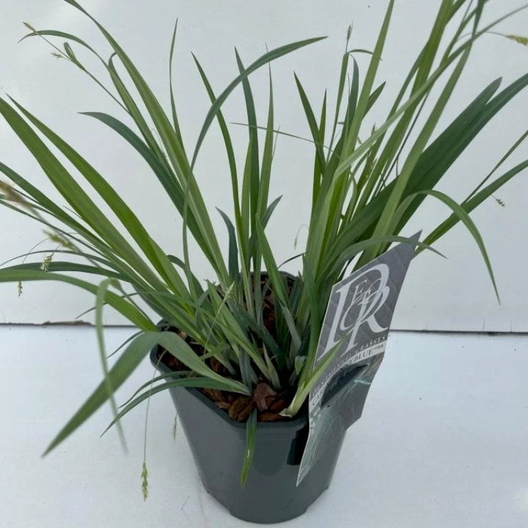 Star 'Bunny Blue' Carex Laxiculmis 'Bunny Blue' Potte 2 Liter. 1 Star 'Bunny Blue' Carex Laxiculmis 'Bunny Blue' Potte 2 Liter.