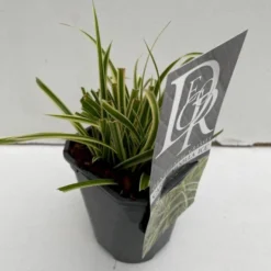 Star 'Vanilla Ice' Carex Morrowii 'Vanilla Ice' 1 Liter Potte