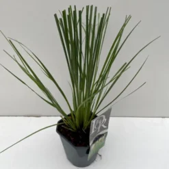 Lav Pampasgræs 'Mini' Cortaderia Selloana 'Mini' Potte 2 Liter.