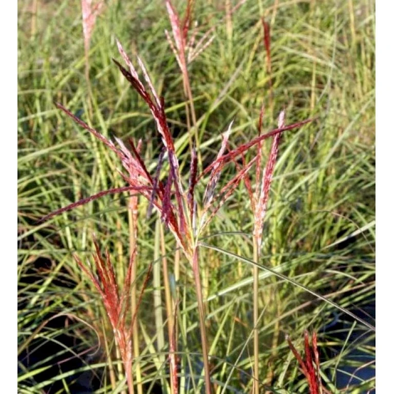Lav Elefantgræs 'Adagio' Miscanthus Sinensis 'Adagio' 5 Liter Potte 1 Lav Elefantgræs 'Adagio' Miscanthus Sinensis 'Adagio' 5 Liter Potte