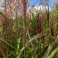 Elefantgræs 'Red Chief' Miscanthus Sinensis 'Red Chief' 5 Liter Potte -Osmosite Butik p35728 38577 miscanthus sinensis red chief bf1a