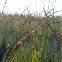 Blåtop 'Edith Dudszus' Molinia Caerulea 'Edith Dudszus' Potte 2,0 Liter,- 40-60 Cm. -Osmosite Butik p35730 38565 molinia caerulea edith dudszus 275d