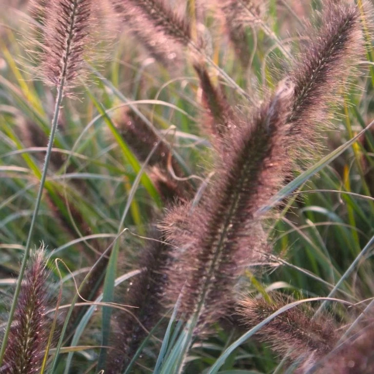 Lampepudsergræs 'Red Head' Pennisetum Alopecuroides 'Red Head' 3,0 Liter Potte 1 Lampepudsergræs 'Red Head' Pennisetum Alopecuroides 'Red Head' 3,0 Liter Potte