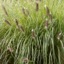 Lampepudsergræs 'Red Head' Pennisetum Alopecuroides 'Red Head' 3,0 Liter Potte 5 Lampepudsergræs 'Red Head' Pennisetum Alopecuroides 'Red Head' 3,0 Liter Potte -Osmosite Butik p35734 50918 pennisetum alopecuroides red head 52a3