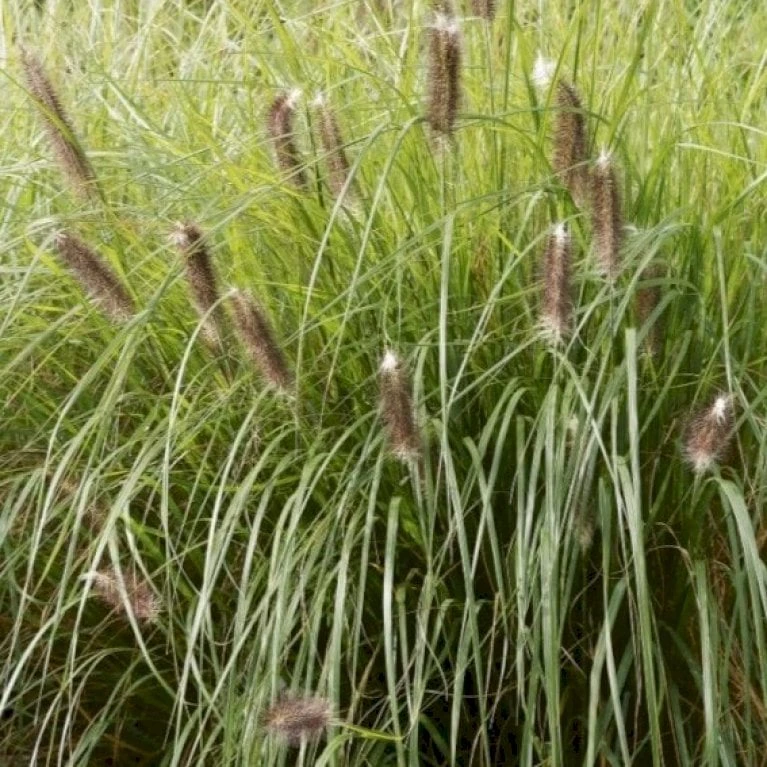 Lampepudsergræs 'Red Head' Pennisetum Alopecuroides 'Red Head' 3,0 Liter Potte 3 Lampepudsergræs 'Red Head' Pennisetum Alopecuroides 'Red Head' 3,0 Liter Potte - Billede 3