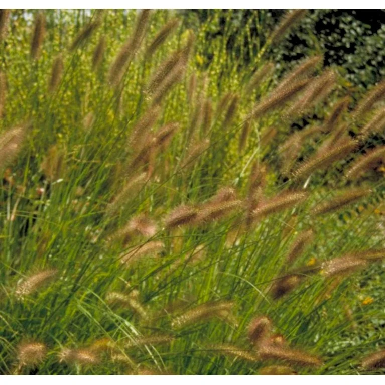 Lampepudsergræs 'Viridescens' Pennisetum Alopecuroides 'Viridescens' 5 Liter Potte 1 Lampepudsergræs 'Viridescens' Pennisetum Alopecuroides 'Viridescens' 5 Liter Potte