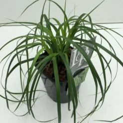 Star 'Evergreen' Carex Oshimensis 'Evergreen' Potte 2 Liter.