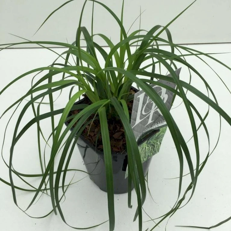Star 'Evergreen' Carex Oshimensis 'Evergreen' Potte 2 Liter. 1 Star 'Evergreen' Carex Oshimensis 'Evergreen' Potte 2 Liter.