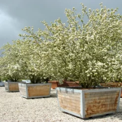 Sargentsæble Malus Sargentii Barrods, - 3 års (1/2) 50-80 Cm. Hækkvalitet