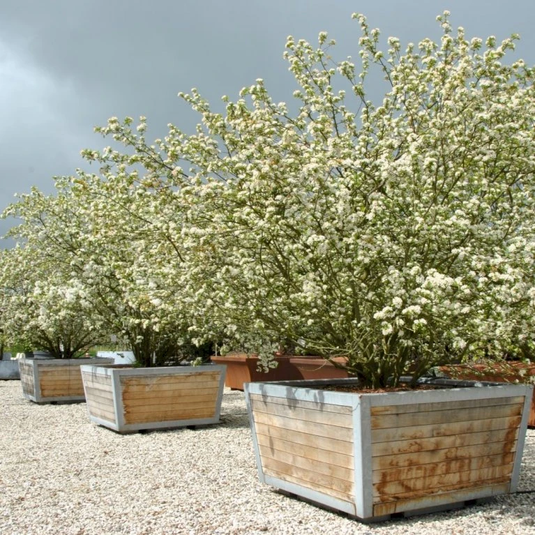 Sargentsæble Malus Sargentii Barrods, - 3 års (1/2) 50-80 Cm. Hækkvalitet 1 Sargentsæble Malus Sargentii Barrods, - 3 års (1/2) 50-80 Cm. Hækkvalitet
