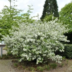 Nyankomne -Osmosite Butik p3601 54075 malus sargentii ae8d