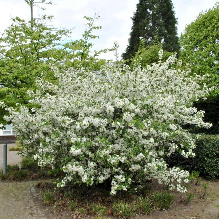 Sargentsæble Malus Sargentii Barrods, - 3 års (1/2) 50-80 Cm. Hækkvalitet 2 Sargentsæble Malus Sargentii Barrods, - 3 års (1/2) 50-80 Cm. Hækkvalitet - Billede 2