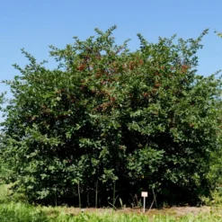Sargentsæble Malus Sargentii Barrods, - 3 års (1/2) 50-80 Cm. Hækkvalitet 10 Sargentsæble Malus Sargentii Barrods, - 3 års (1/2) 50-80 Cm. Hækkvalitet -Osmosite Butik p3601 54076 malus sargentii 9f1e