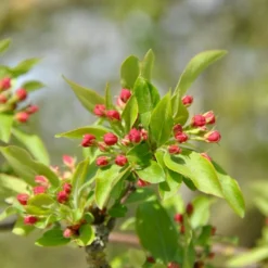 Sargentsæble Malus Sargentii Barrods, - 3 års (1/2) 50-80 Cm. Hækkvalitet 11 Sargentsæble Malus Sargentii Barrods, - 3 års (1/2) 50-80 Cm. Hækkvalitet -Osmosite Butik p3601 54077 malus sargentii 2c6a
