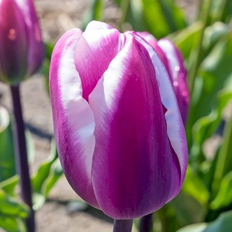 Tulipan 'Librije' Tulips 'Librije' Blomsterløg, Antal Pr. Pakke, Ca. 7 Stk. 1 Tulipan 'Librije' Tulips 'Librije' Blomsterløg, Antal Pr. Pakke, Ca. 7 Stk.