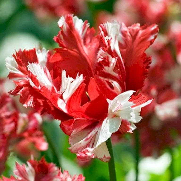 Tulipan 'Estella Rijnveld' Tulips 'Estella Rijnveld' Blomsterløg, Antal Pr. Pakke, Ca. 7 Stk. 1 Tulipan 'Estella Rijnveld' Tulips 'Estella Rijnveld' Blomsterløg, Antal Pr. Pakke, Ca. 7 Stk.