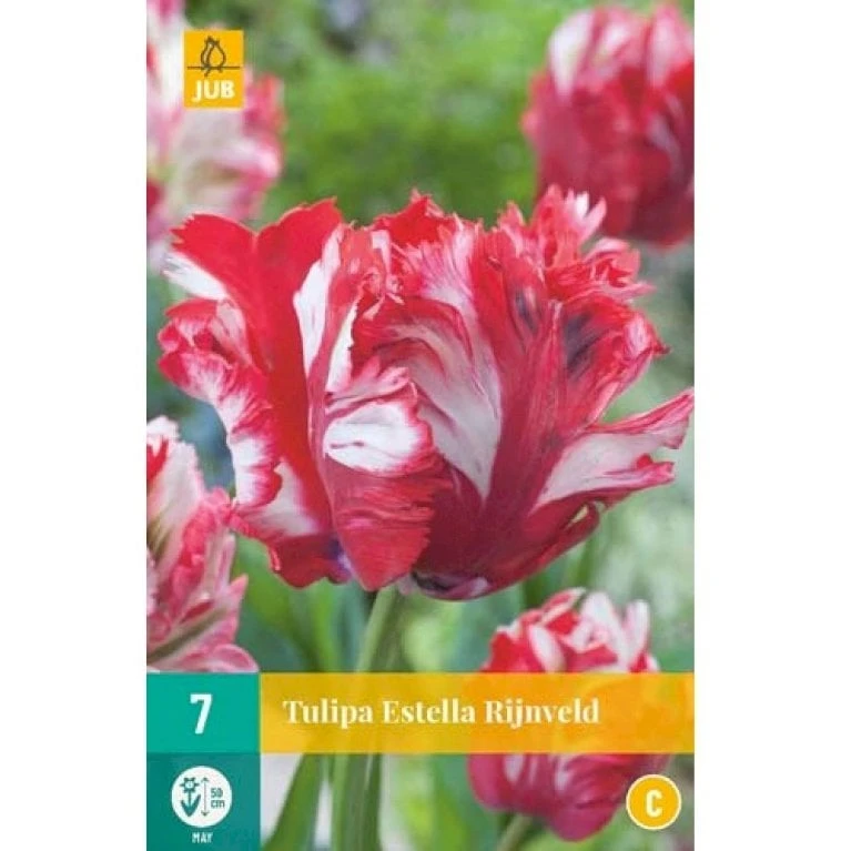 Tulipan 'Estella Rijnveld' Tulips 'Estella Rijnveld' Blomsterløg, Antal Pr. Pakke, Ca. 7 Stk. 2 Tulipan 'Estella Rijnveld' Tulips 'Estella Rijnveld' Blomsterløg, Antal Pr. Pakke, Ca. 7 Stk. - Billede 2