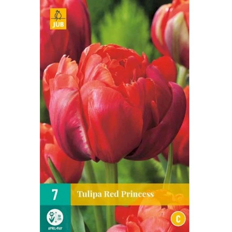 Tulipan 'Red Princess' Tulips 'Red Princess' Blomsterløg, Antal Pr. Pakke, Ca. 7 Stk. 2 Tulipan 'Red Princess' Tulips 'Red Princess' Blomsterløg, Antal Pr. Pakke, Ca. 7 Stk. - Billede 2