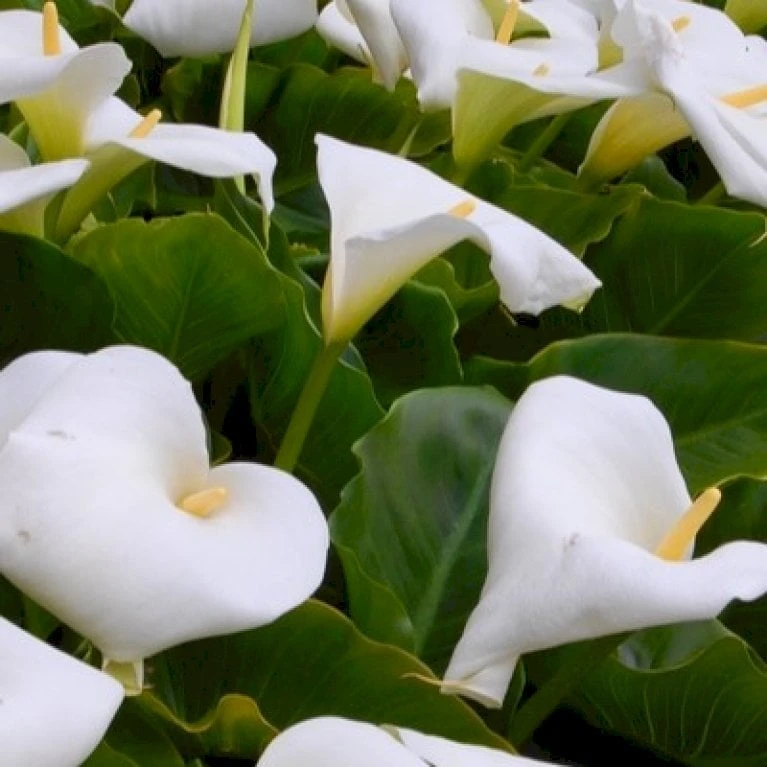 Kalla Zanthedechia Aethiopia Blomsterløg, Antal Pr. Pakke, Ca. 1 Stk. 1 Kalla Zanthedechia Aethiopia Blomsterløg, Antal Pr. Pakke, Ca. 1 Stk.