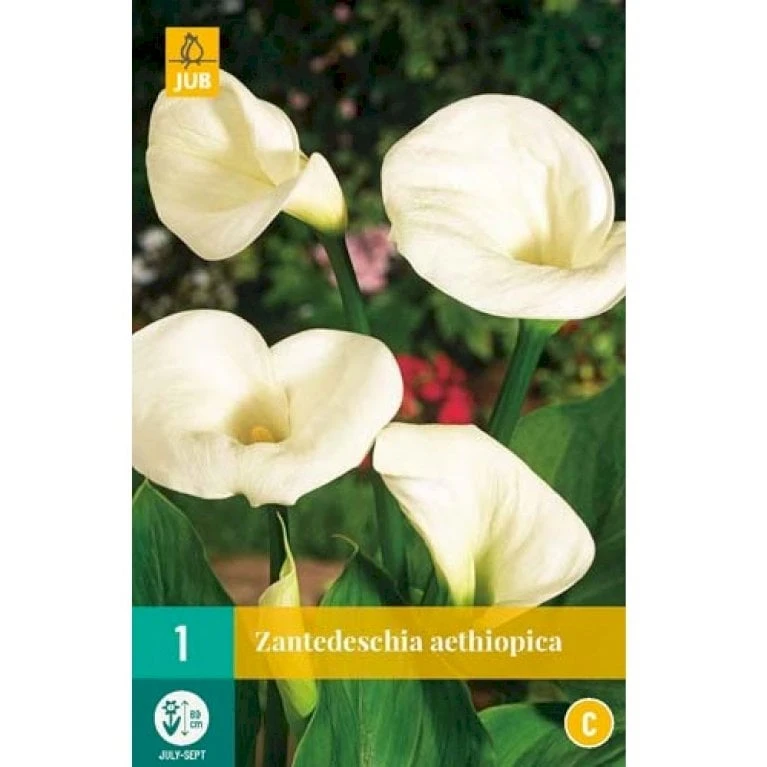 Kalla Zanthedechia Aethiopia Blomsterløg, Antal Pr. Pakke, Ca. 1 Stk. 2 Kalla Zanthedechia Aethiopia Blomsterløg, Antal Pr. Pakke, Ca. 1 Stk. - Billede 2