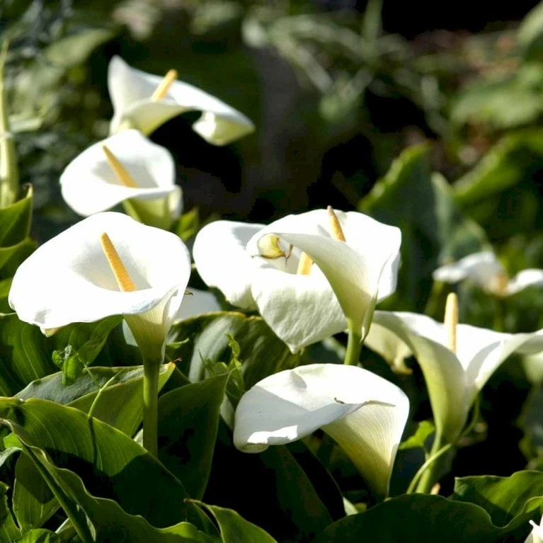 Kalla Zanthedechia Aethiopia Blomsterløg, Antal Pr. Pakke, Ca. 1 Stk. 3 Kalla Zanthedechia Aethiopia Blomsterløg, Antal Pr. Pakke, Ca. 1 Stk. - Billede 3
