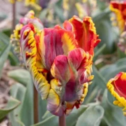 Tulipan 'Rasta Parrot' Tulips 'Rasta Parrot' Blomsterløg, Antal Pr. Pakke, Ca. 5 Stk.