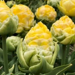 Tulipan 'Vanille Coupe' Tulips 'Vanille Coupe' Blomsterløg, Antal Pr. Pakke, Ca. 5 Stk. -Osmosite Butik p36198 50468 tulips vanille coupe 108d