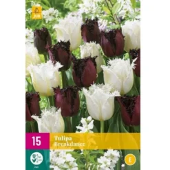 Tulipan 'Breakdance' Mix XXL Tulips 'Breakdance' Mix Blomsterløg, Antal Pr. Pakke, Ca. 15 Stk.