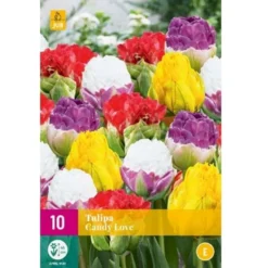 Tulipan 'Candy Love' Mix XXL Tulips 'Candy Love' Mix Blomsterløg, Antal Pr. Pakke, Ca. 10 Stk.