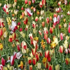 Tulipan 'Clusiana' Mix XXL Tulips 'Clusiana' Mix Blomsterløg, Antal Pr. Pakke, Ca. 20 Stk.