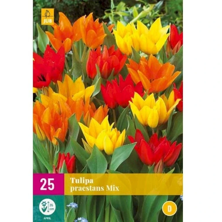 Tulipan 'Praestans' Mix XXL Tulips 'Praestans' Mix Blomsterløg, Antal Pr. Pakke, Ca. 25 Stk. 1 Tulipan 'Praestans' Mix XXL Tulips 'Praestans' Mix Blomsterløg, Antal Pr. Pakke, Ca. 25 Stk.