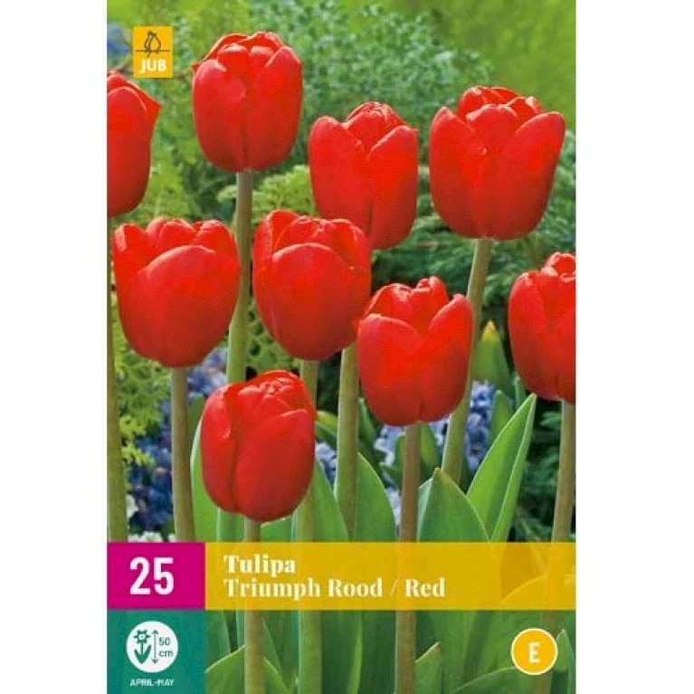 Tulipan 'Triumph Red' XXL Tulips 'Triumph Red' Blomsterløg, Antal Pr. Pakke, Ca. 25 Stk. 2 Tulipan 'Triumph Red' XXL Tulips 'Triumph Red' Blomsterløg, Antal Pr. Pakke, Ca. 25 Stk. - Billede 2