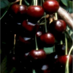 Sød Kirsebær 'Black Star' Selvbestøvende Prunus X 'Black Star' Selvbestøvende Træ Med Sidegrene,- Stammeomkreds 8-10 Cm. Med Klump