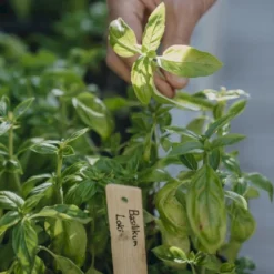 Basilikum 'Loki' Øko Ocimum Basilicum L. 'Loki' Frøpose, Antal Pr. Pakke, Ca. 25 Stk. 7 Basilikum 'Loki' Øko Ocimum Basilicum L. 'Loki' Frøpose, Antal Pr. Pakke, Ca. 25 Stk. -Osmosite Butik p36913 54536 ocimum basilicum l loki 1cf5