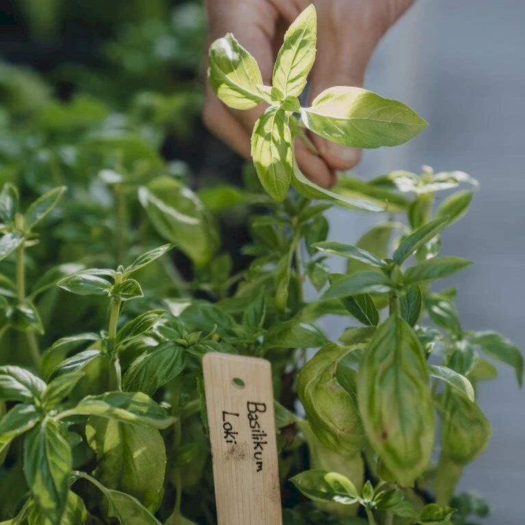 Basilikum 'Loki' Øko Ocimum Basilicum L. 'Loki' Frøpose, Antal Pr. Pakke, Ca. 25 Stk. 3 Basilikum 'Loki' Øko Ocimum Basilicum L. 'Loki' Frøpose, Antal Pr. Pakke, Ca. 25 Stk. - Billede 3