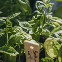 Basilikum 'Loki' Øko Ocimum Basilicum L. 'Loki' Frøpose, Antal Pr. Pakke, Ca. 25 Stk. 8 Basilikum 'Loki' Øko Ocimum Basilicum L. 'Loki' Frøpose, Antal Pr. Pakke, Ca. 25 Stk. -Osmosite Butik p36913 54537 ocimum basilicum l loki db53