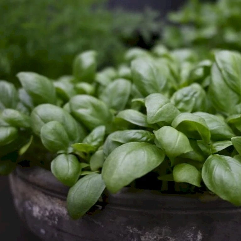 Basilikum 'Loki' Øko Ocimum Basilicum L. 'Loki' Frøpose, Antal Pr. Pakke, Ca. 25 Stk. 5 Basilikum 'Loki' Øko Ocimum Basilicum L. 'Loki' Frøpose, Antal Pr. Pakke, Ca. 25 Stk. - Billede 5