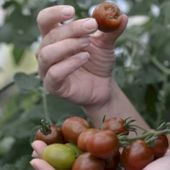 Kirsebærtomat 'Bronzy' Øko Solanum Lycopersicum 'Bronzy' Frøpose, Antal Pr. Pakke, Ca. 4 Stk. -Osmosite Butik p36914 54680 solanum lycopersicum bronzy 9744