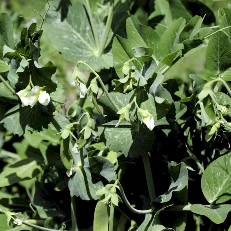 Lav Marvært 'Kelvedon Wonder' Øko Pisum Sativum 'Kelvedon Wonder' Frøpose, Antal Pr. Pakke, Ca. 50 Stk. 2 Lav Marvært 'Kelvedon Wonder' Øko Pisum Sativum 'Kelvedon Wonder' Frøpose, Antal Pr. Pakke, Ca. 50 Stk. - Billede 2