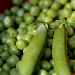 Lav Marvært 'Kelvedon Wonder' Øko Pisum Sativum 'Kelvedon Wonder' Frøpose, Antal Pr. Pakke, Ca. 50 Stk. 5 Lav Marvært 'Kelvedon Wonder' Øko Pisum Sativum 'Kelvedon Wonder' Frøpose, Antal Pr. Pakke, Ca. 50 Stk. -Osmosite Butik p36915 54684 pisum sativum kelvedon wonder 1d44