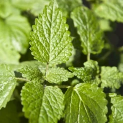 Citronmelisse 'Lemona' Øko Melissa Officinalis L. 'Lemona' -Osmosite Butik p36918 54560 melissa officinalis l lemona 542b