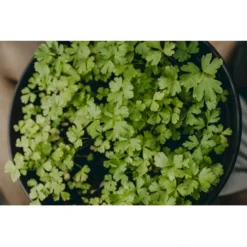 Bredbladet Persille 'Gigante D'Italia' Øko Petroselinum Crispum 'Gigante D'Italia' -Osmosite Butik p36923 43147 image 6f0d