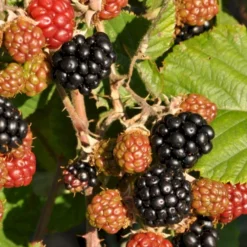Brombær 'Asterina'® Rubus Fruticosus 'Asterina'® Potte 2,0 Liter,- Opbundet