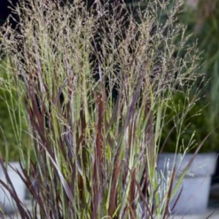 Staudehirse 'Cheyenne Sky' Panicum Virgatum 'Cheyenne Sky' 1 Liter Potte