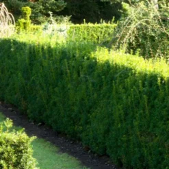 Almindelig Taks 'Brande Select' Taxus Baccata 'Brande Select' Potte 0,5 Liter, 20-25 Cm.