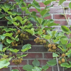Kiwi 'Hayward' Actinidia Chinensis 'Hayward' (Hunplante) Potte 2,0 Liter,- Opbundet 60-100 Cm -Osmosite Butik p37438 50526 actinidia chinensis hayward hunplante 33f6