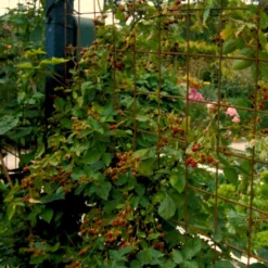 Brombær 'Chester Thornless' Rubus Fruticosus 'Chester Thornless' Potte 2,0 Liter,- Opbundet