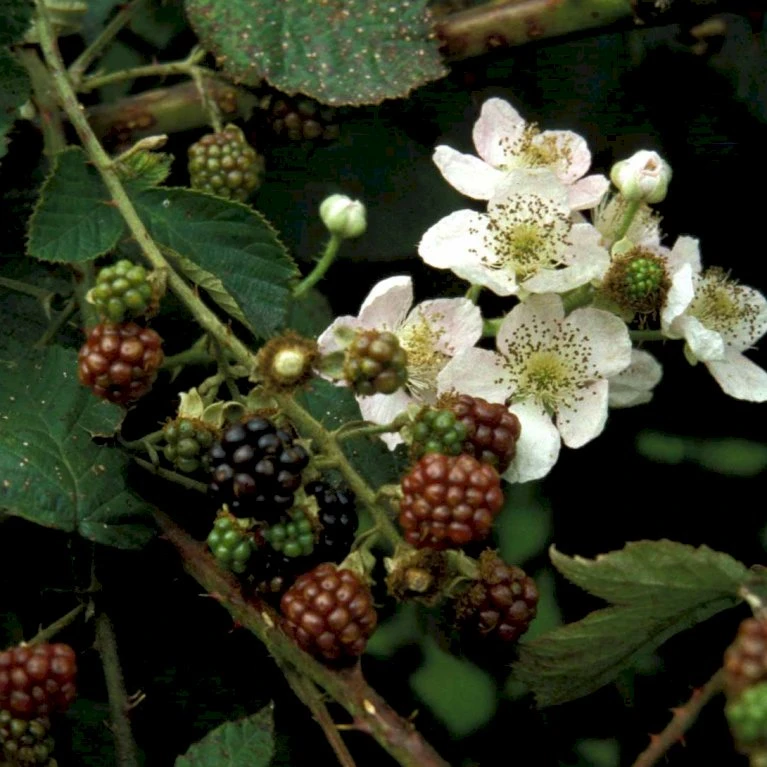 Brombær 'Chester Thornless' Rubus Fruticosus 'Chester Thornless' Potte 2,0 Liter,- Opbundet 2 Brombær 'Chester Thornless' Rubus Fruticosus 'Chester Thornless' Potte 2,0 Liter,- Opbundet - Billede 2