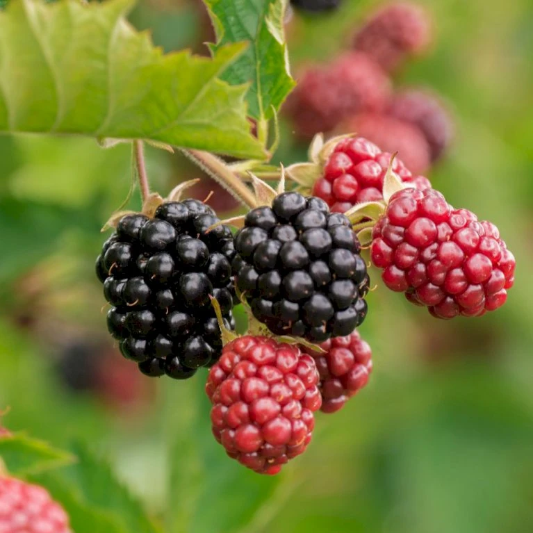 Brombær 'Chester Thornless' Rubus Fruticosus 'Chester Thornless' Potte 2,0 Liter,- Opbundet 3 Brombær 'Chester Thornless' Rubus Fruticosus 'Chester Thornless' Potte 2,0 Liter,- Opbundet - Billede 3