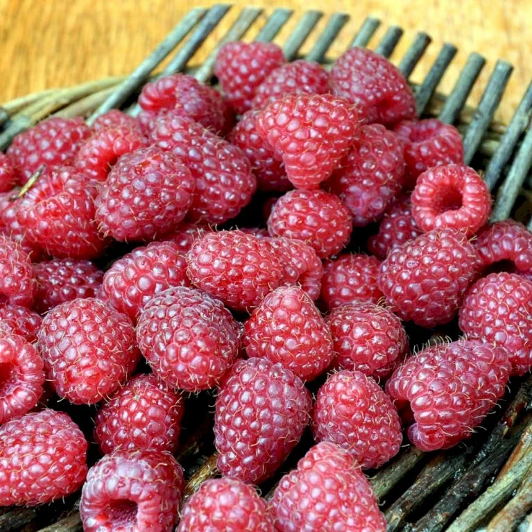 Efterårs Hindbær 'Heritage' Rubus Idaeus 'Heritage' Potte 3,0 Liter,- Opbundet 1 Efterårs Hindbær 'Heritage' Rubus Idaeus 'Heritage' Potte 3,0 Liter,- Opbundet